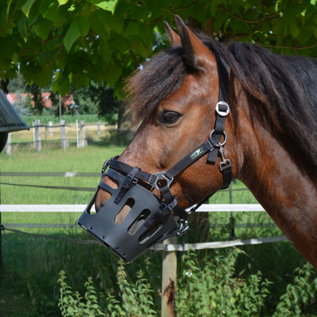 Paard draagt As das Pferd graasmasker voor aan eigen halster