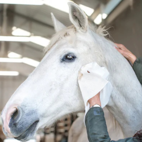 Paarden hoofd schoonmaken met herbruikbare bamboe vachtverzorgingsdoek