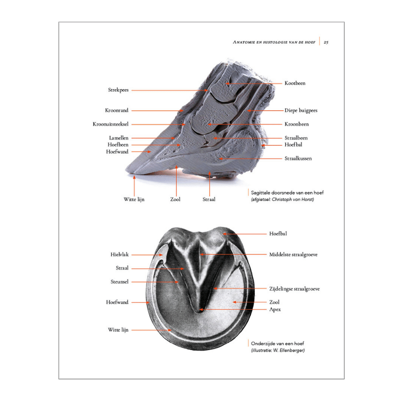 Pagina 25 uit hoefbevangenheid begrijpen, genezen en voorkomen van Remco Sikkel