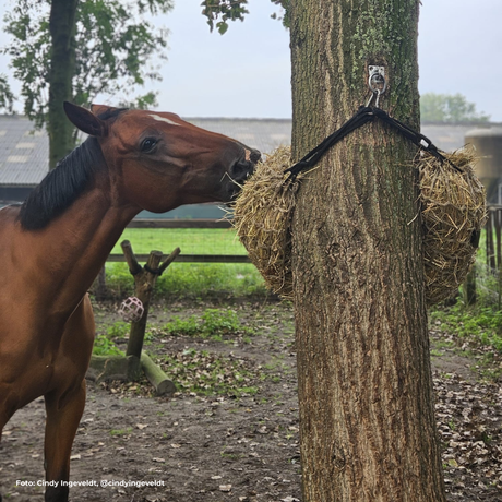 Paard eet uit Paardeerlijk slowfeeder tunnel large maas 6