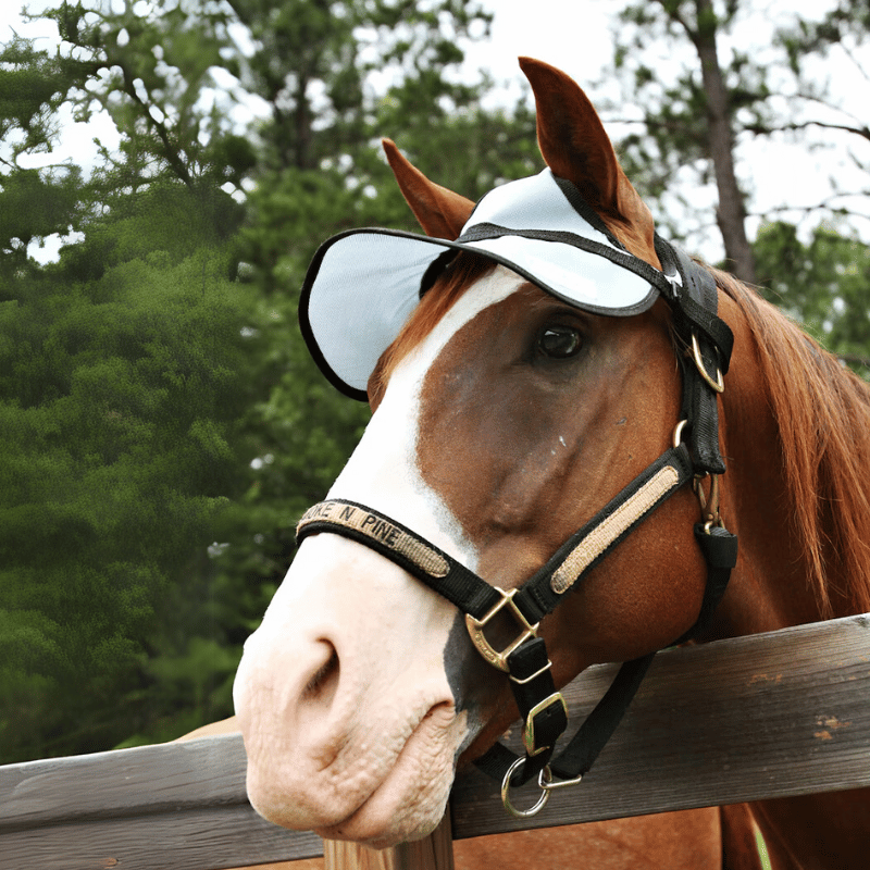 Paard draagt pet voor paarden van NAG en PaardEerlijk