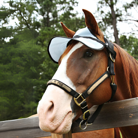 Paard draagt pet voor paarden van NAG en PaardEerlijk