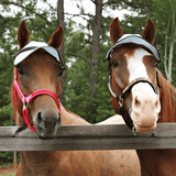 Paarden dragen uv-werende zonneklep voor paarden van NAG en PaardEerlijk