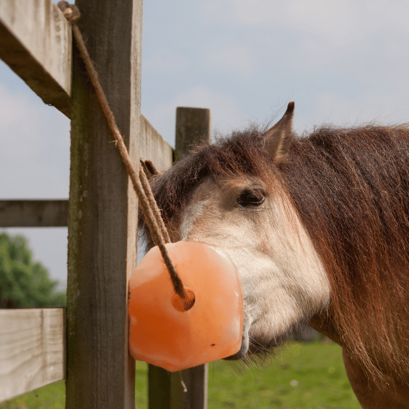 paard likt aan himalya zout liksteen