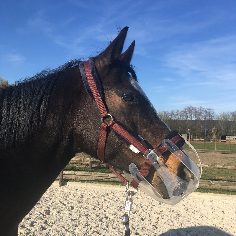 Blij paard met doorzichtig graasmasker