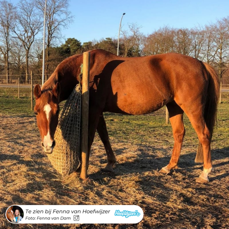 Noura, het paard van van Fenna (Hoefwijzer) met een paardeerlijk slowfeeder