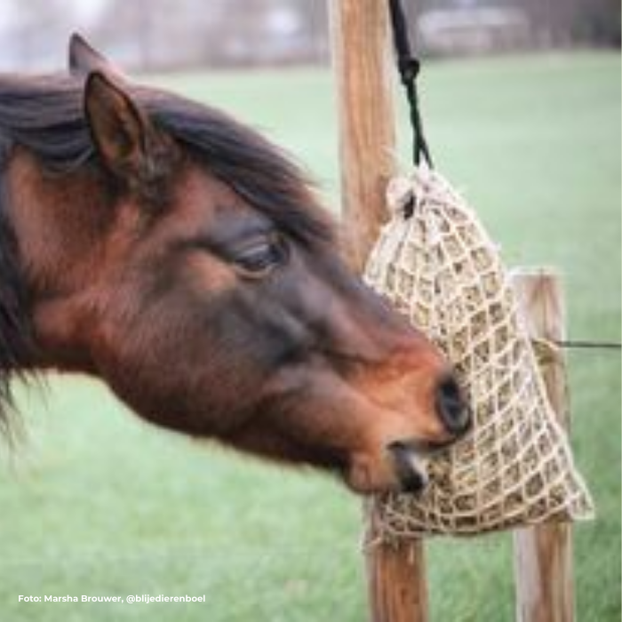 paard eet uit Paardeerlijk slowfeeder rectangle small