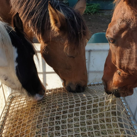 Paarden eten door en sloweederrek van paardeerlijk