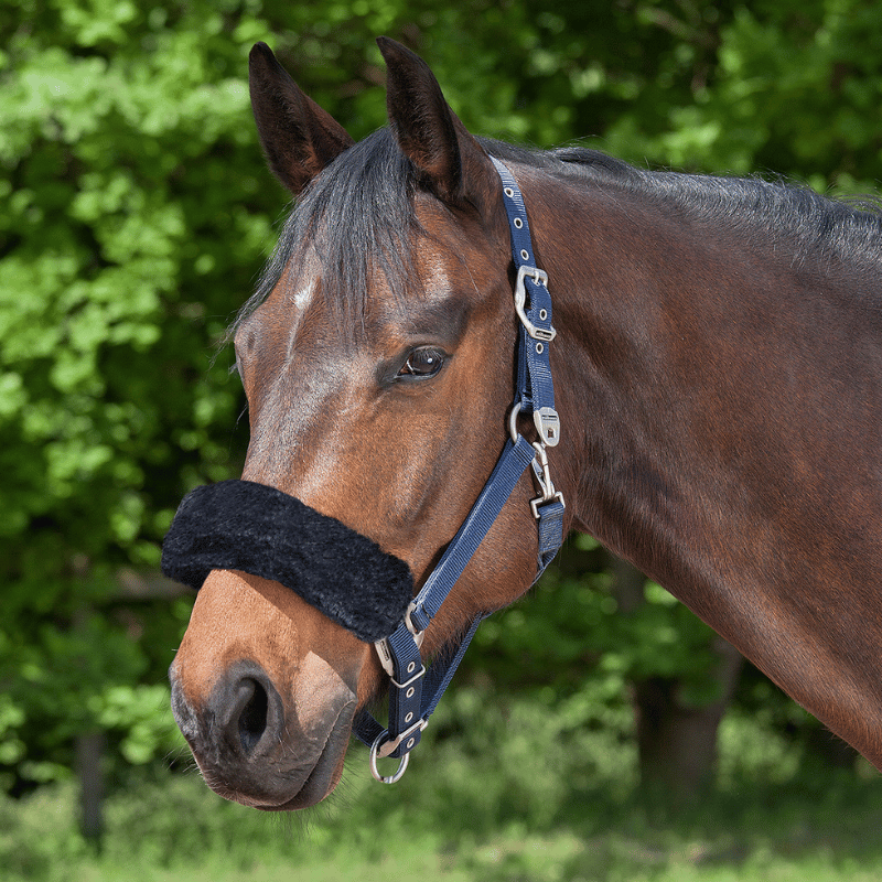 Paard draagt halster met zwart synthetisch neusbontje