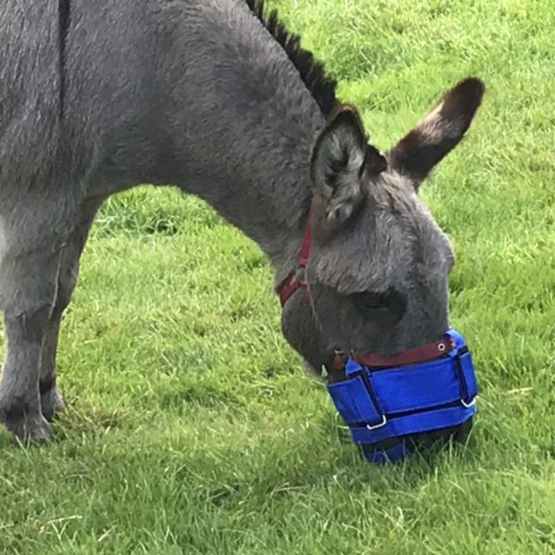 Ezel met graasmasker