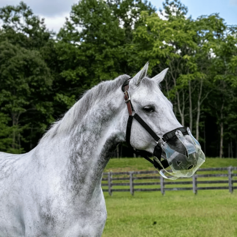 Thinline graasmasker gedragen door paard