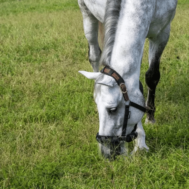 Thinline doorzichtig graasmasker met paard