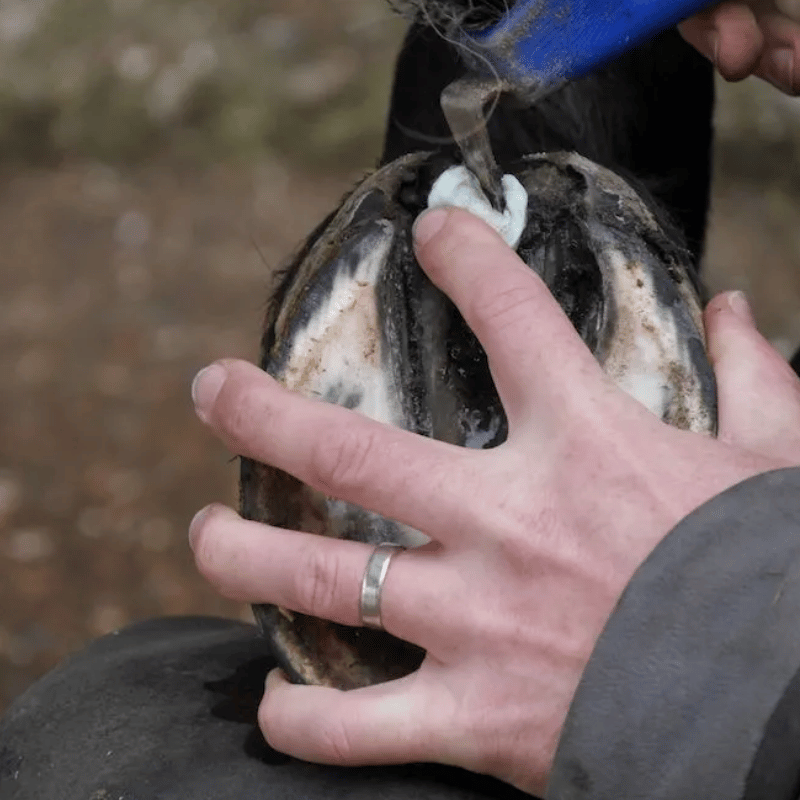 Hoofsticks aanbrengen en behandeling bij rotstraal bij paardenhoef Unique-Horn Silver Hoof Sticks