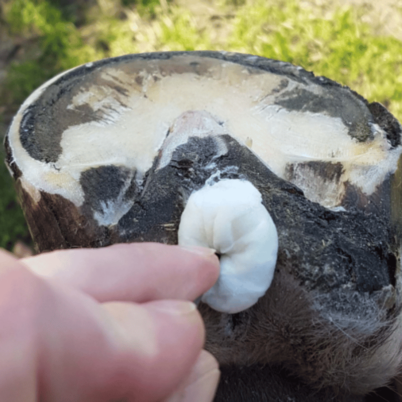 Hoofsticks aanbrengen Unique-Horn Silver Hoof Sticks met hoevenkrabber