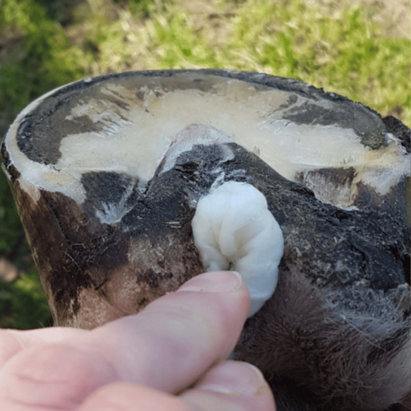 Hoef met daarin hoefwatten van Unique-Horn