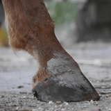 Hoefbeschadiging behandeld en beschermd met hoefklei