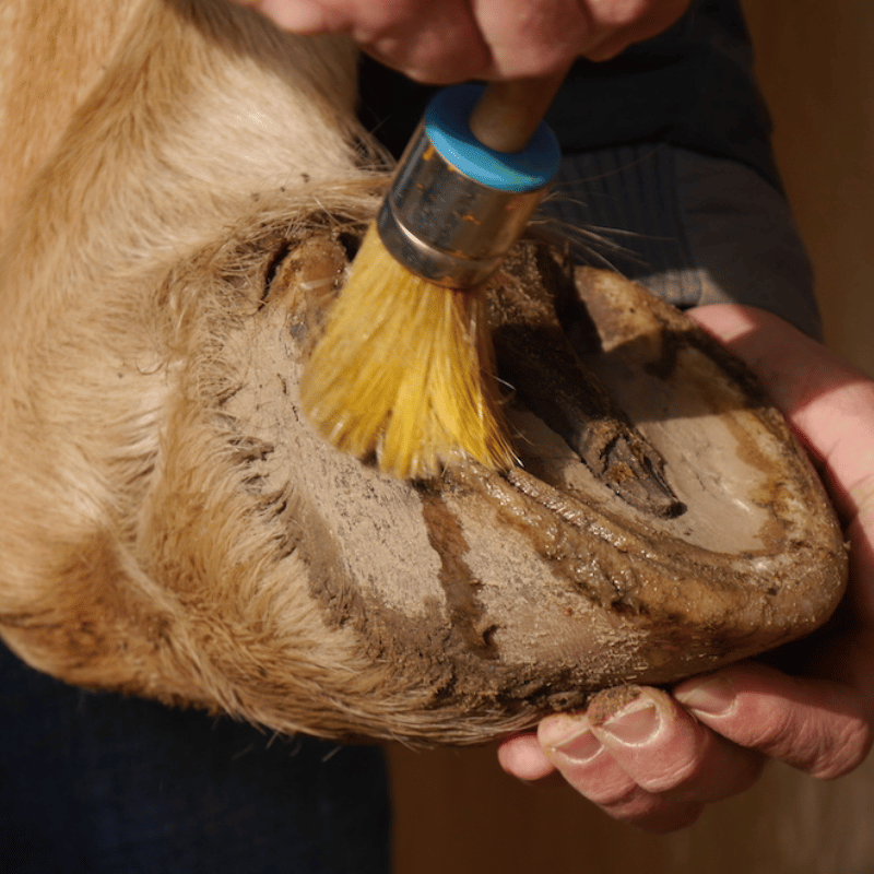 Hoefverzorging aangebracht met kwast op hoef met hoefinfectie