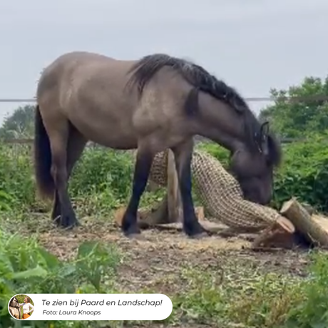 Paard eet hooi uit een Slowfeeder tunnel in de hoog-laag positie.