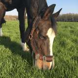 paard graast in weide met Thinline graasmasker 